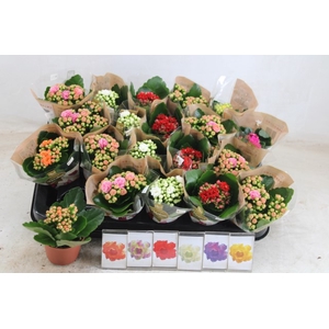 Kalanchoe Calandiva mix 6 colors 6Ø 12cm