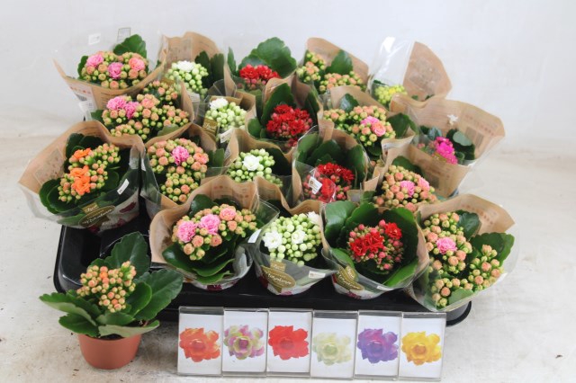 Kalanchoe Calandiva mix 6 colors 6Ø 12cm