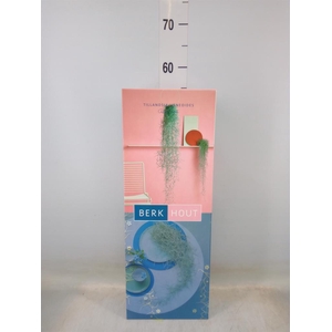 Tillandsia usneoides