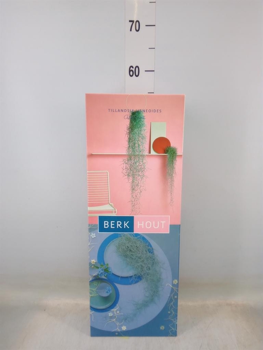 <h4>Tillandsia usneoides</h4>