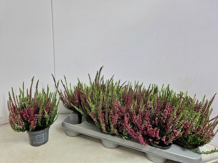 <h4>CALLU NOVA GEM 2 KL</h4>