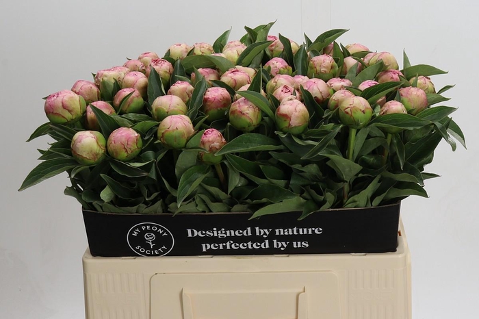 <h4>Paeonia Catharina Fontijn</h4>