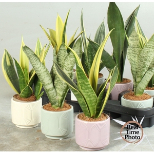 SANSEV TRIFASCIA  OV