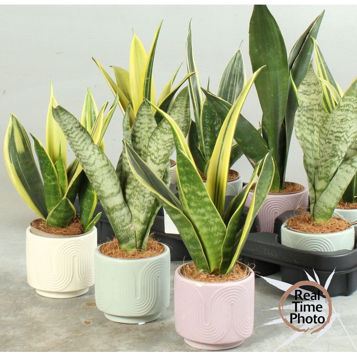 <h4>SANSEV TRIFASCIA  OV</h4>