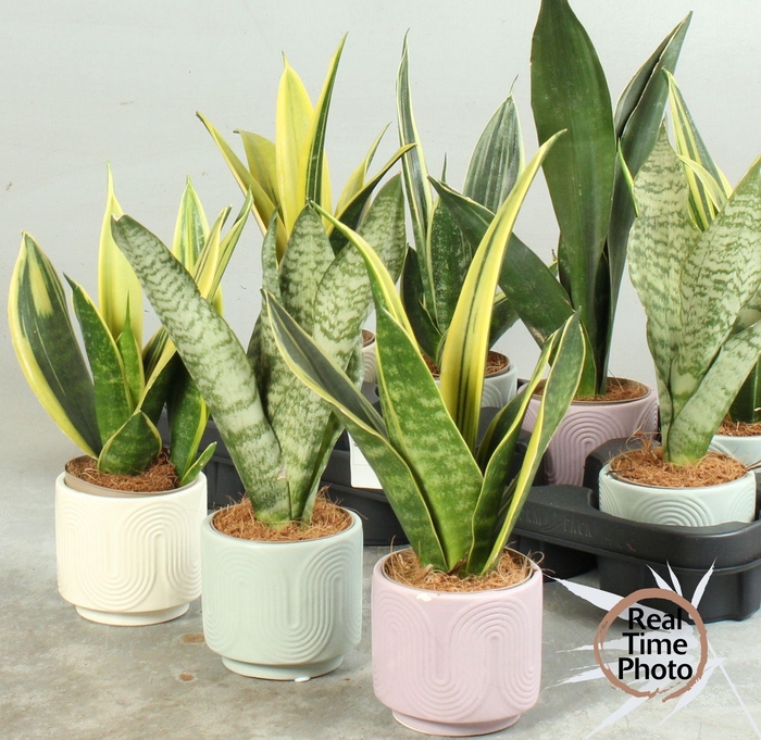 <h4>SANSEV TRIFASCIA  OV</h4>