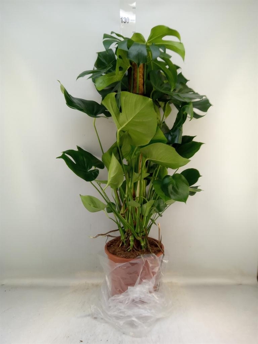 <h4>Monstera delic.</h4>