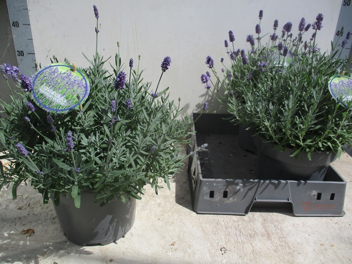 <h4>LAVAN AN HIDCOTE</h4>