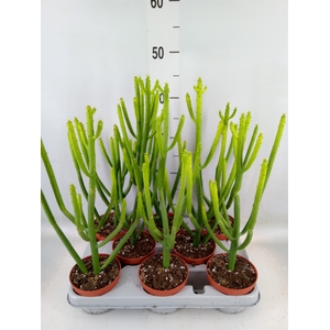 Euphorbia aeruginosa
