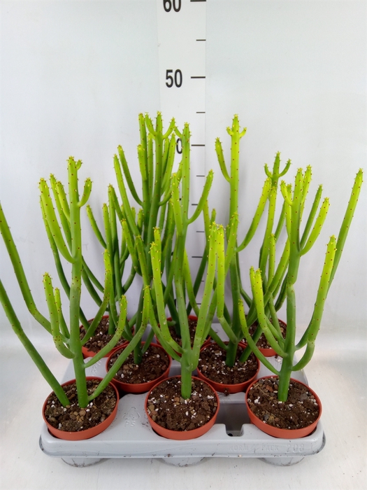 <h4>Euphorbia aeruginosa</h4>