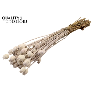 Papaver per bunch Frosted White