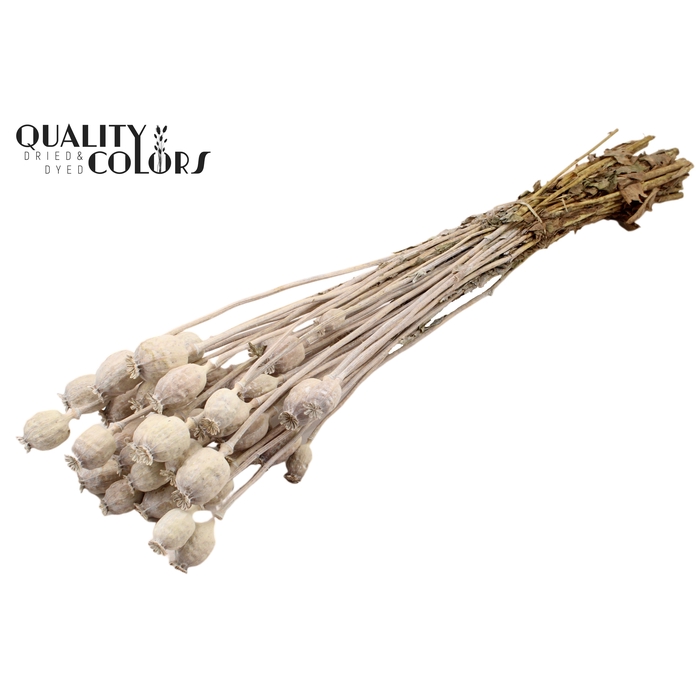 <h4>Papaver per bunch Frosted White</h4>