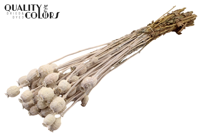 Papaver per bunch Frosted White