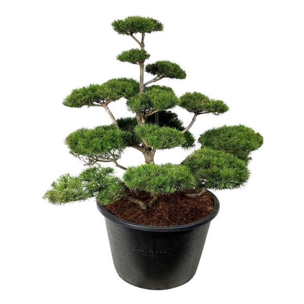 <h4>Pinus contorta</h4>