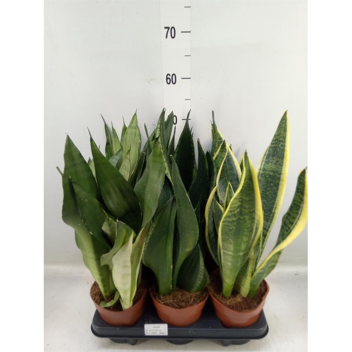 <h4>Sansevieria trifa.   ...</h4>