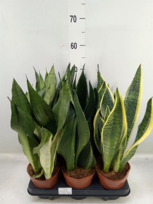 <h4>Sansevieria trifa.   ...</h4>