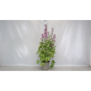 Delphinium el. 'PacG MagicFountian'
