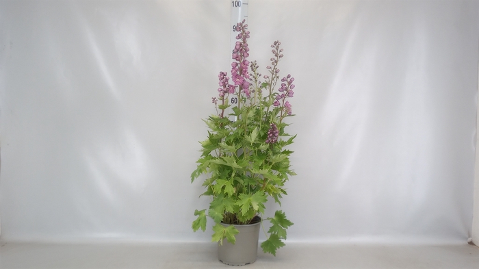 <h4>Delphinium el. 'PacG MagicFountian'</h4>