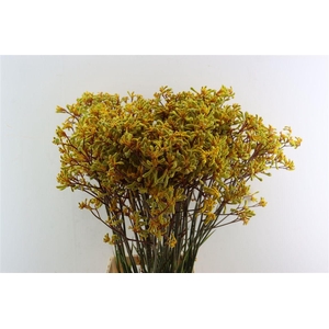 Anigoz Yellow