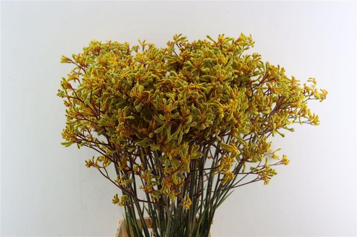 <h4>Anigoz Yellow</h4>