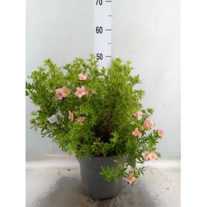 Potentilla frut.