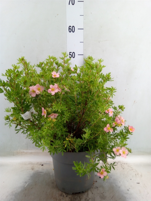 <h4>Potentilla frut.</h4>