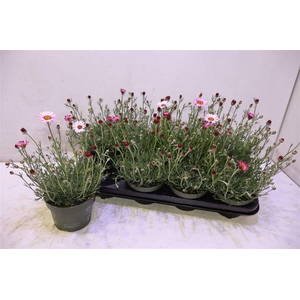 arr8 Rhodan H Zagora Pink