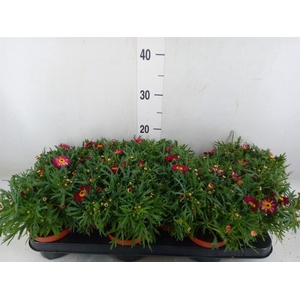Argyranthemum  'Percussion Red'