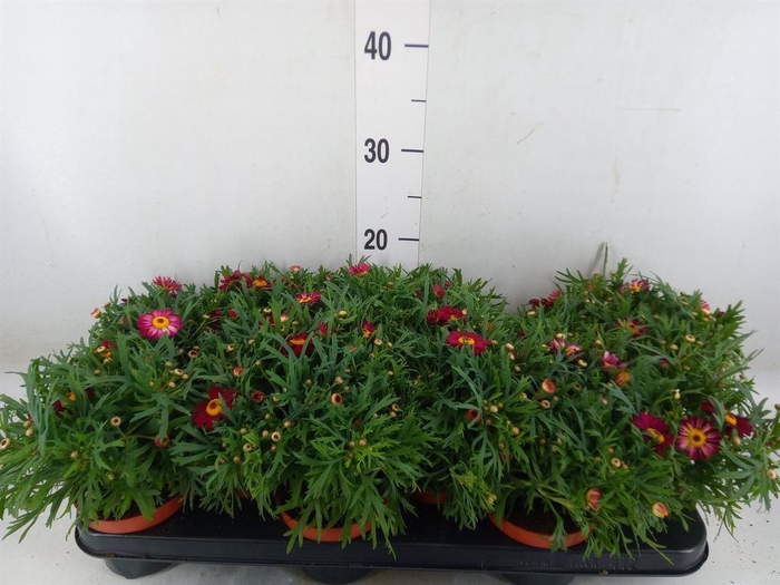 <h4>Argyranthemum  'Percussion Red'</h4>