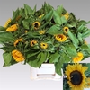 Helianthus Sunrich Orang