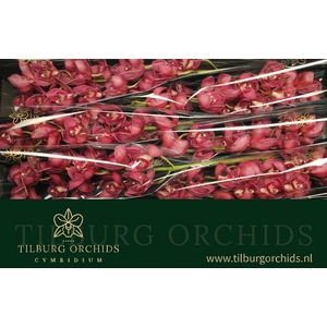 CYMB T RED DREAM
