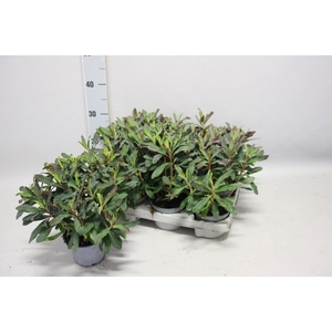 Euphorbia Acrurensis