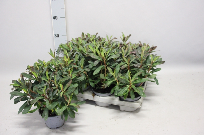 <h4>Euphorbia Acrurensis</h4>