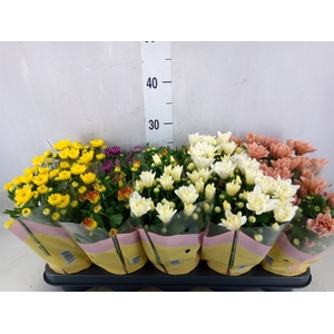 Chrysanthemum   ..rosebud mix