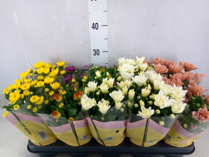 <h4>Chrysanthemum   ..rosebud mix</h4>