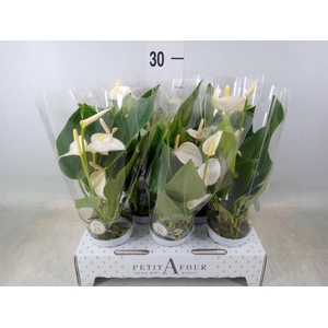 Anthurium andr. 'White Champion'