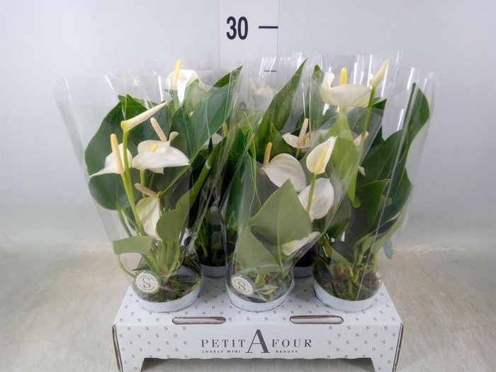 <h4>Anthurium andr. 'White Champion'</h4>