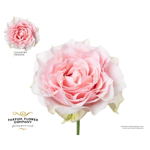 Rosa Country Peonia