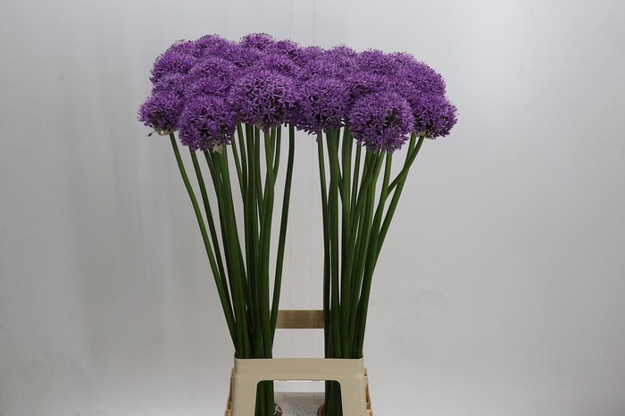 Allium Gladiator