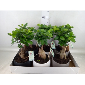 Ficus microcarpa 'Ginseng'
