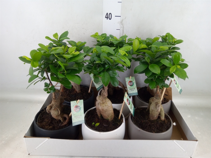 <h4>Ficus microcarpa 'Ginseng'</h4>