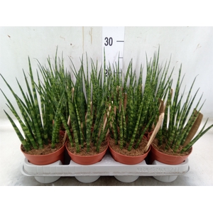 Sansevieria  'Fernwood'