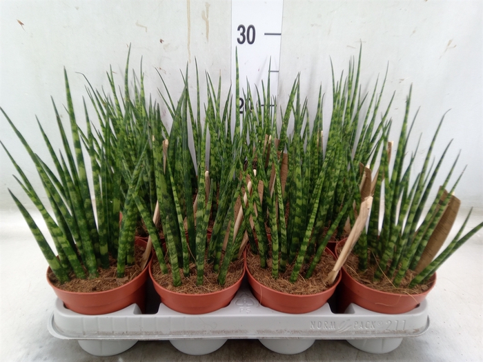 <h4>Sansevieria  'Fernwood'</h4>