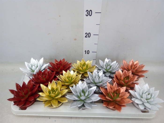 <h4>Echeveria  'Miranda'</h4>