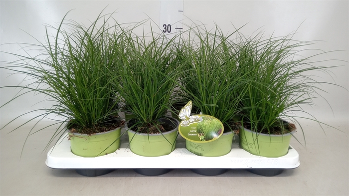 <h4>Carex brunnea</h4>