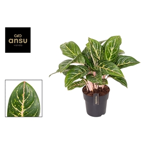 Aglaonema Coco Green