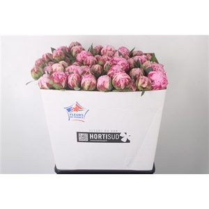 Paeo L Sarah Bernhard Pink Ex 70cm