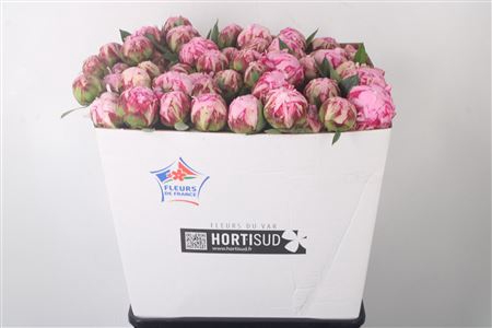 <h4>Paeo L Sarah Bernhard Pink Ex 70cm</h4>