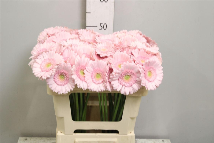 <h4>Ge Mi Bridal Kimsey</h4>