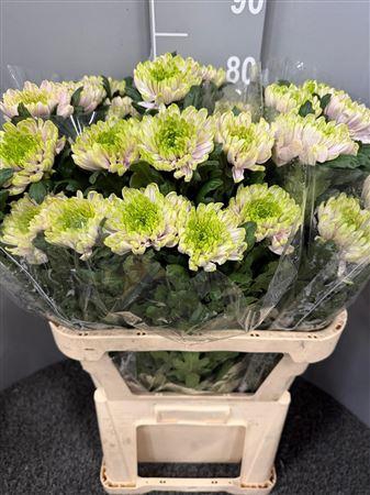 <h4>Chr G Ross Charlotte</h4>