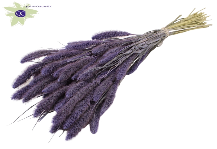 <h4>Setaria per bunch frosted milka</h4>